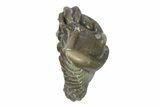 Wide, Enrolled Flexicalymene Trilobite - Indiana #287773-1